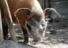 動物図鑑・アカカワイノシシ 3
